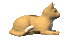 cat.gif