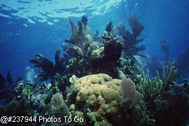 Coral reef scenic, Florida Keys